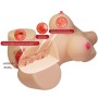 CRAZY BULL EMMA TORSO FEMENINO REALISTA VAGINA Y ANAL 48 KG